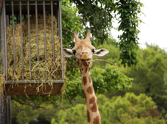Reiseglueck Gardasee Bardolino travel Safari Park Parco Natura Viva Giraffe