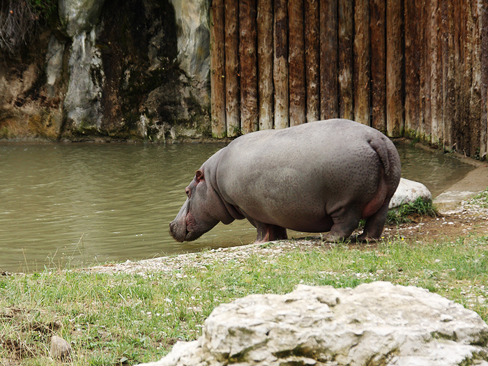 Reiseglueck Gardasee Bardolino travel Safari Park Parco Natura Viva Nilpferd Hippo